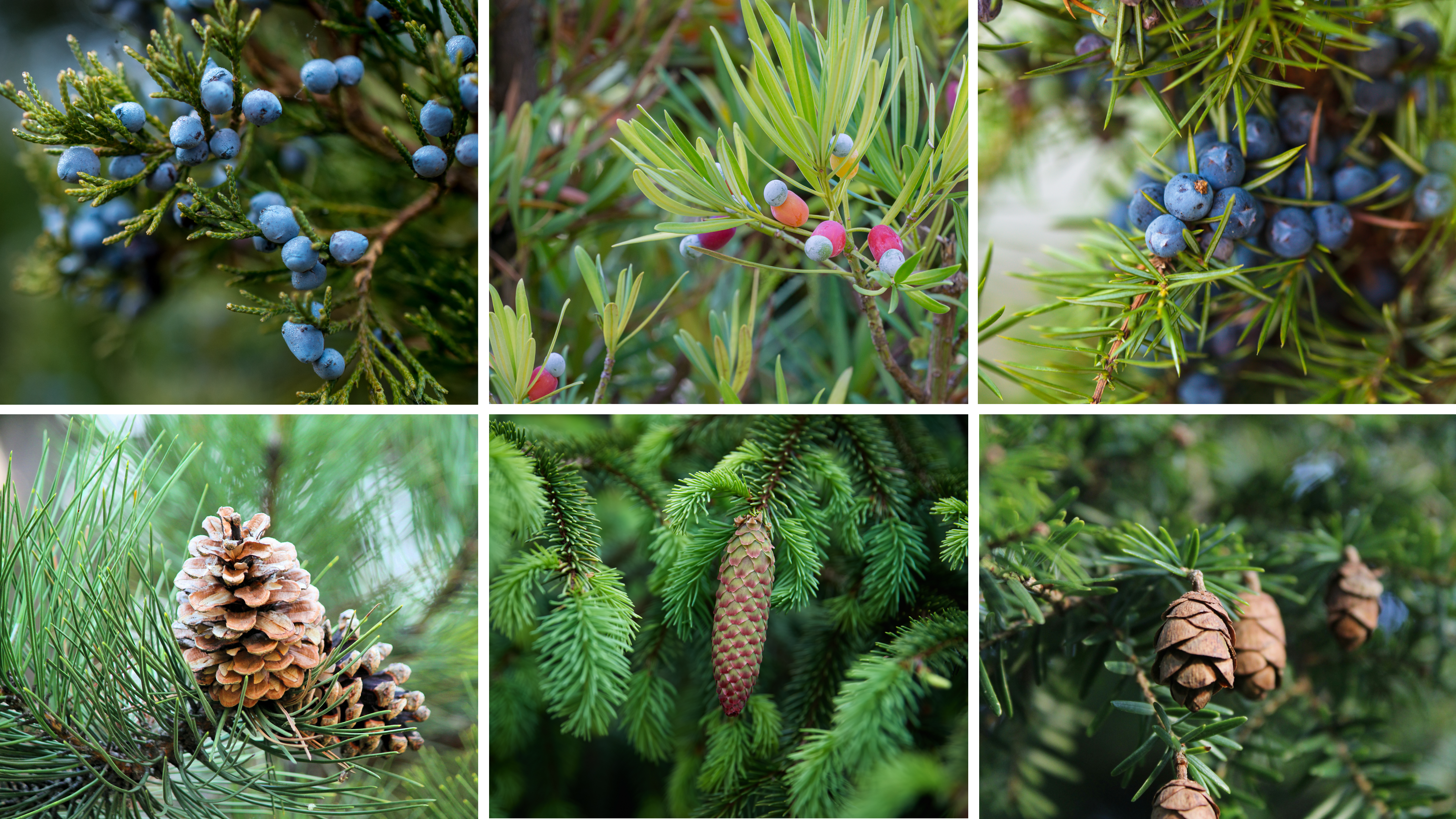 Fleshy cones in Podocarpaceae