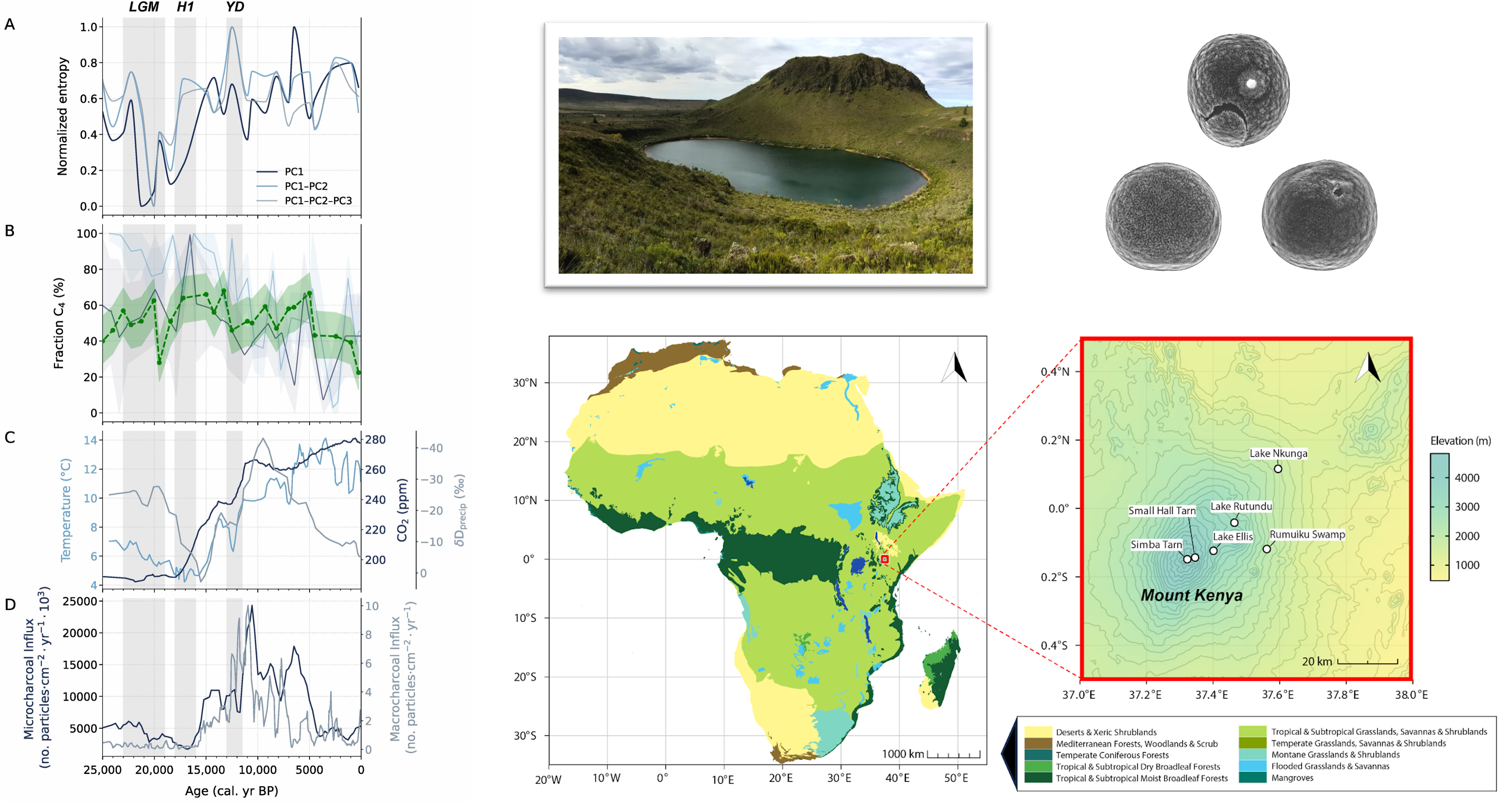 Reconstructed grassland diversity and C4 composition at Lake Rutundu over 25,000 years