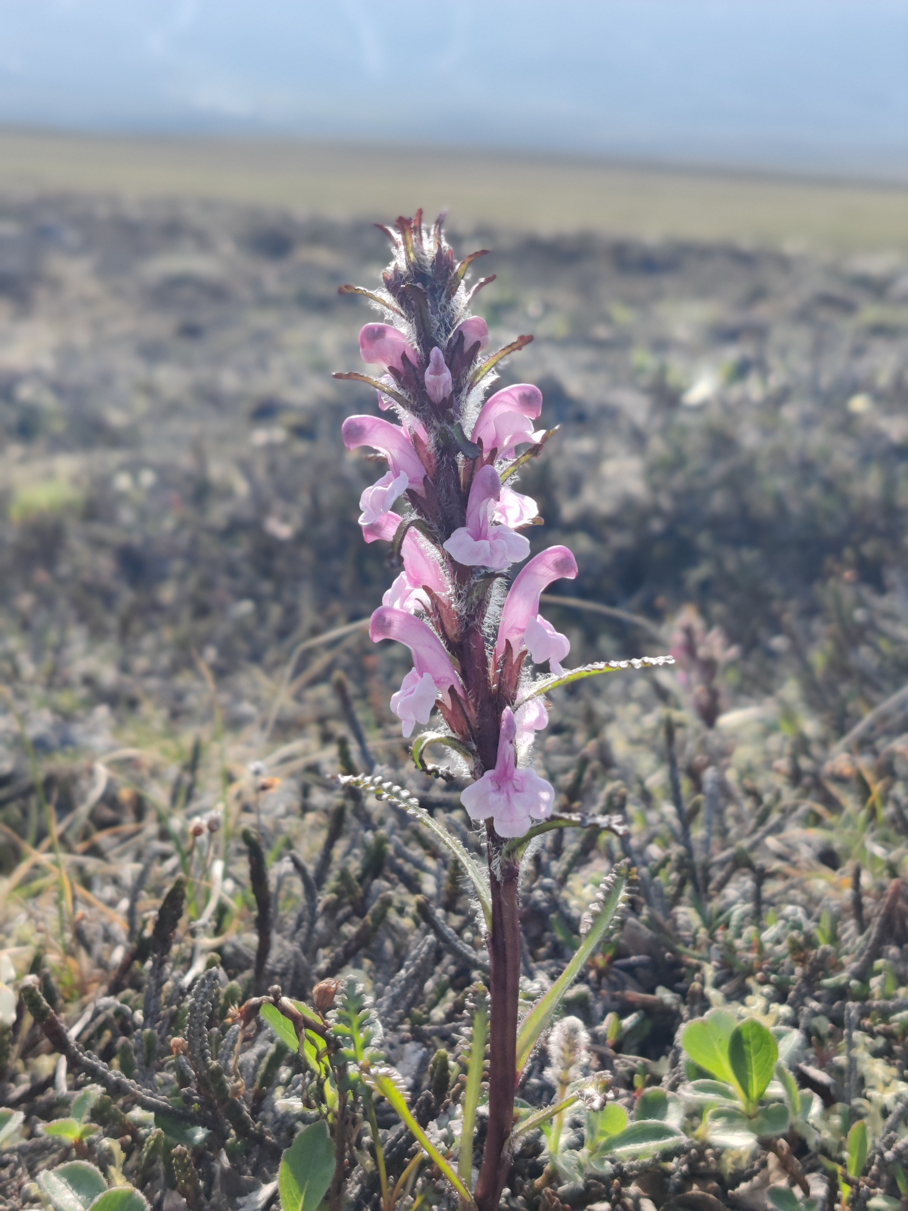 Field photo