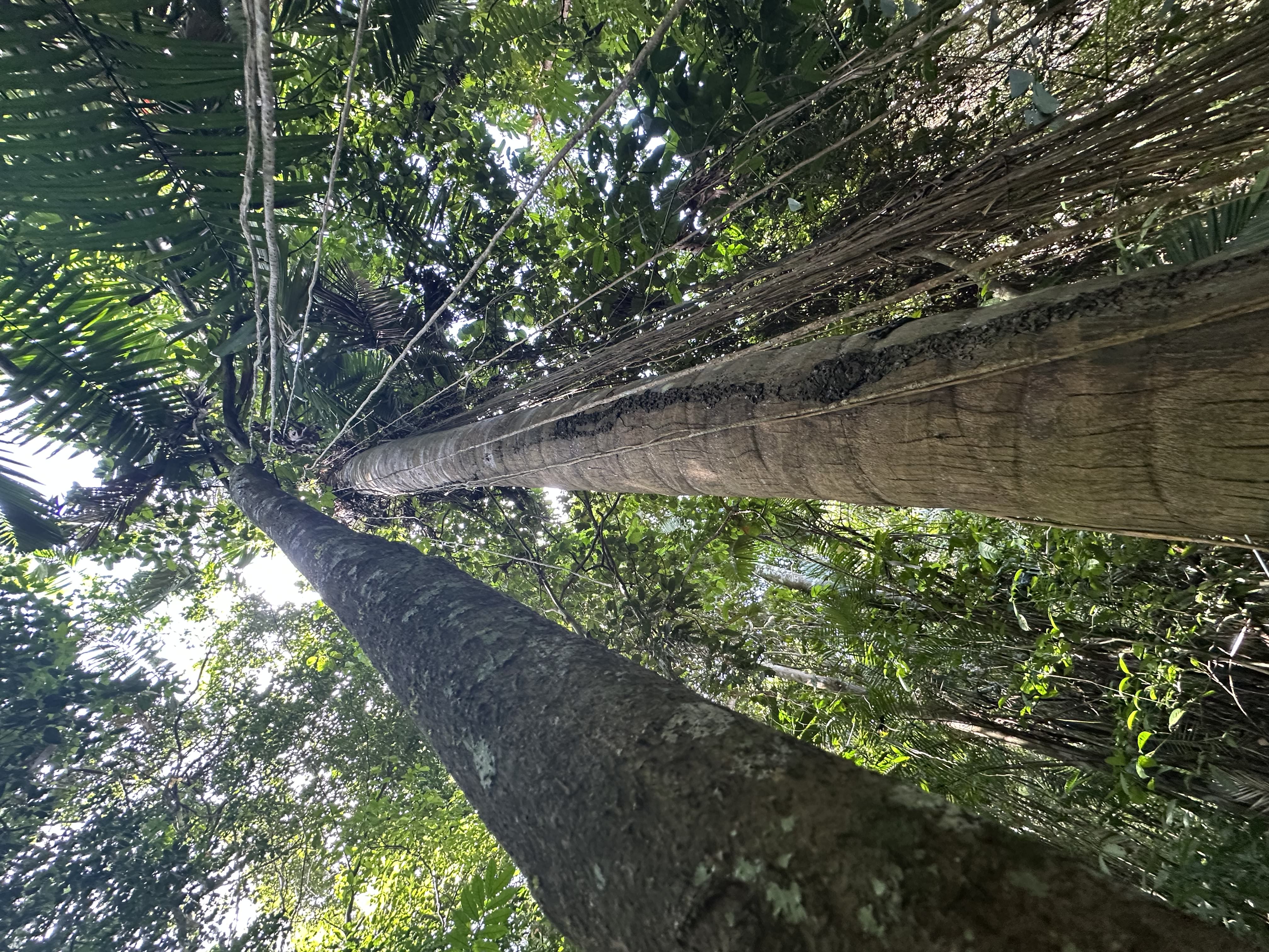 Field photo