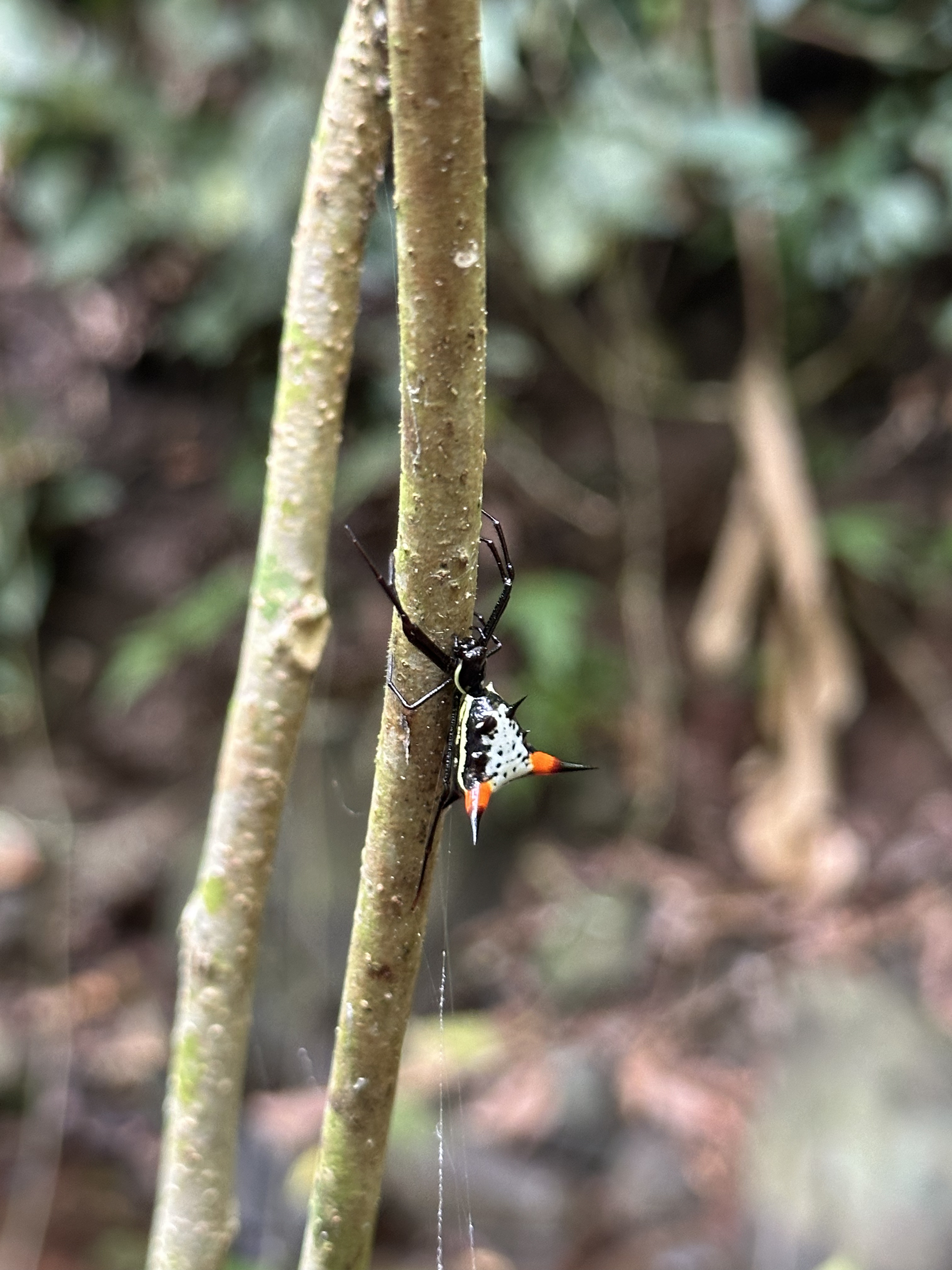 Field photo