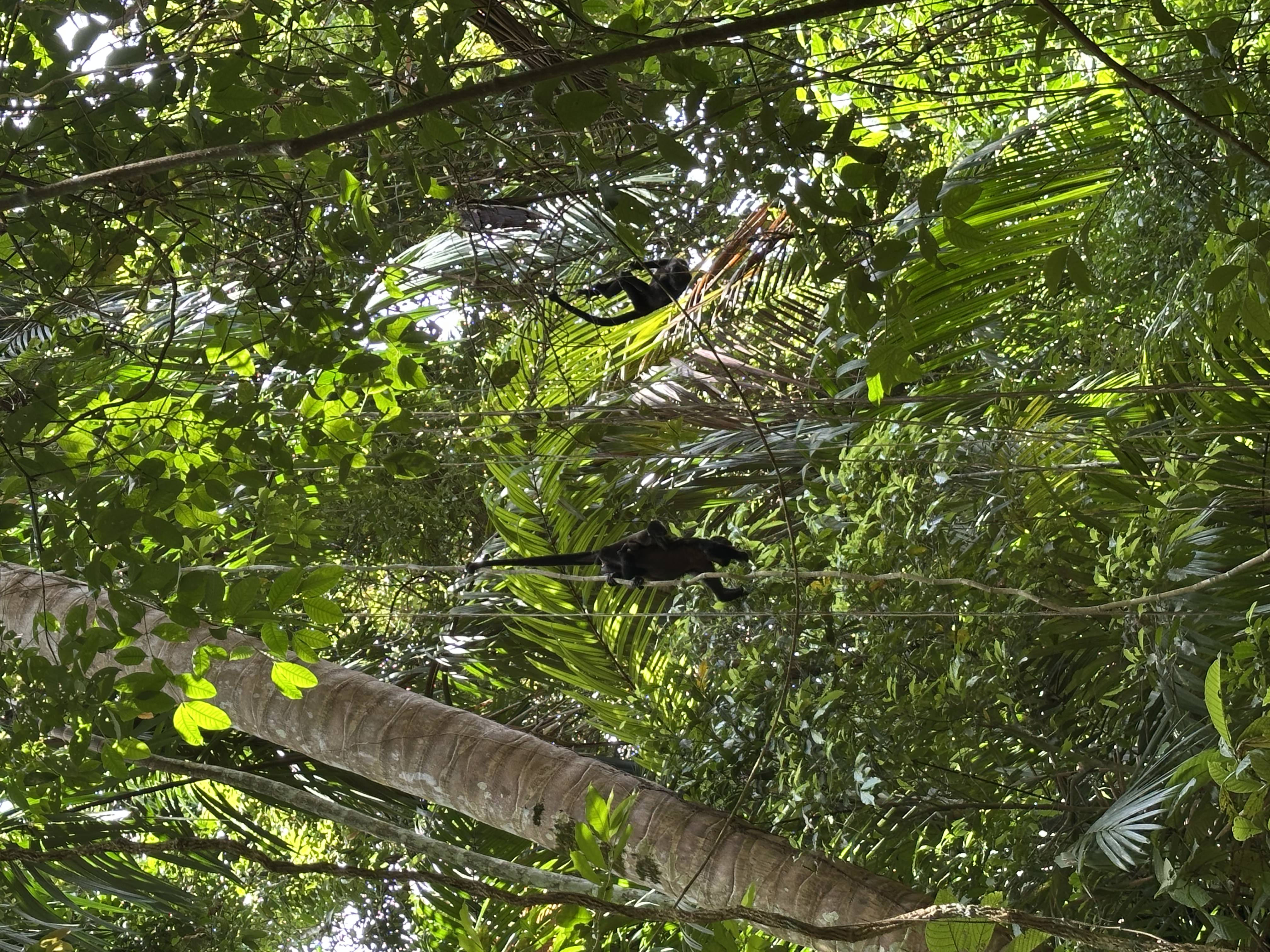 Barro Colorado Island, Panamá