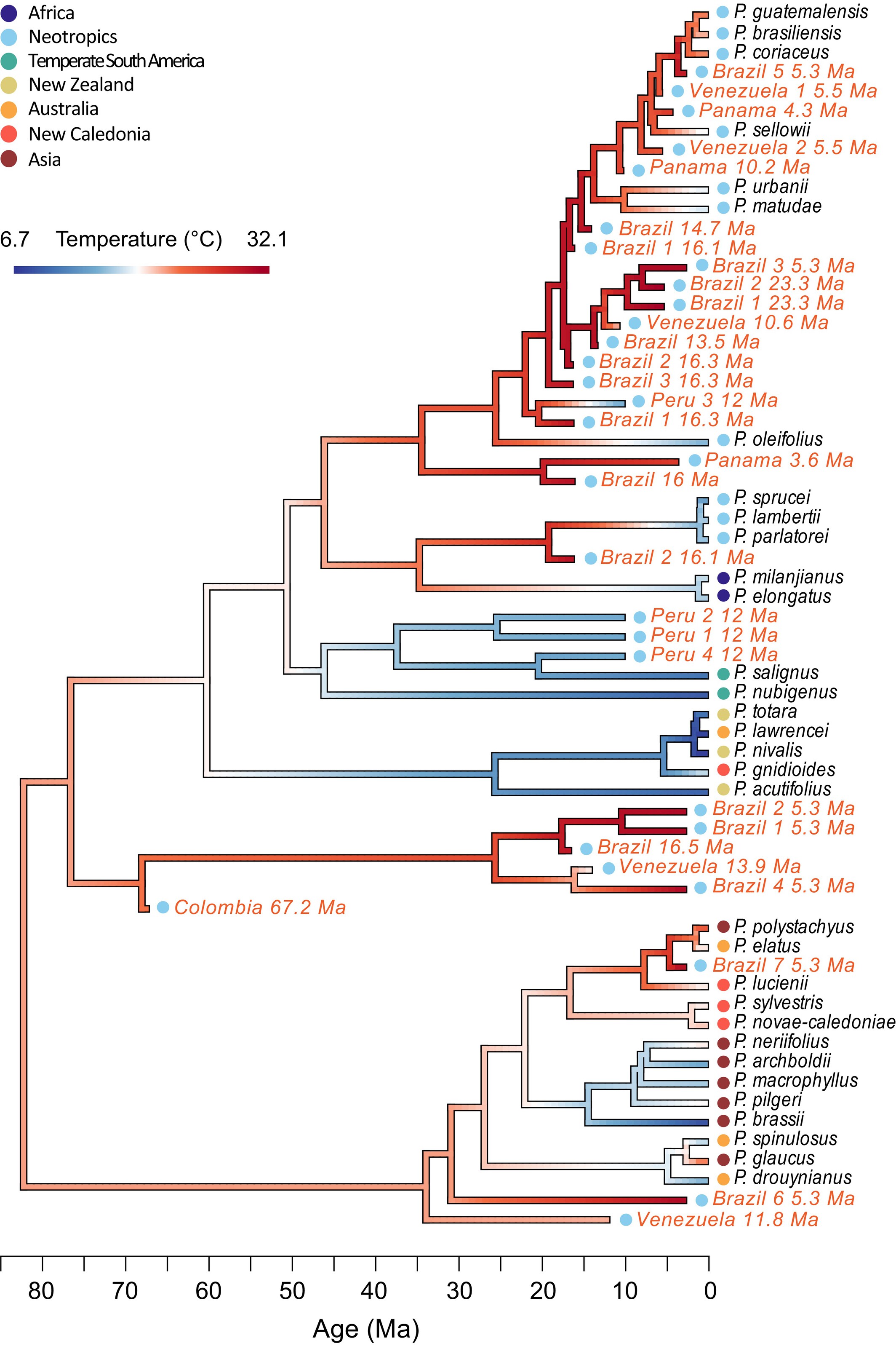 Time-calibrated phylogeny of Podocarpus