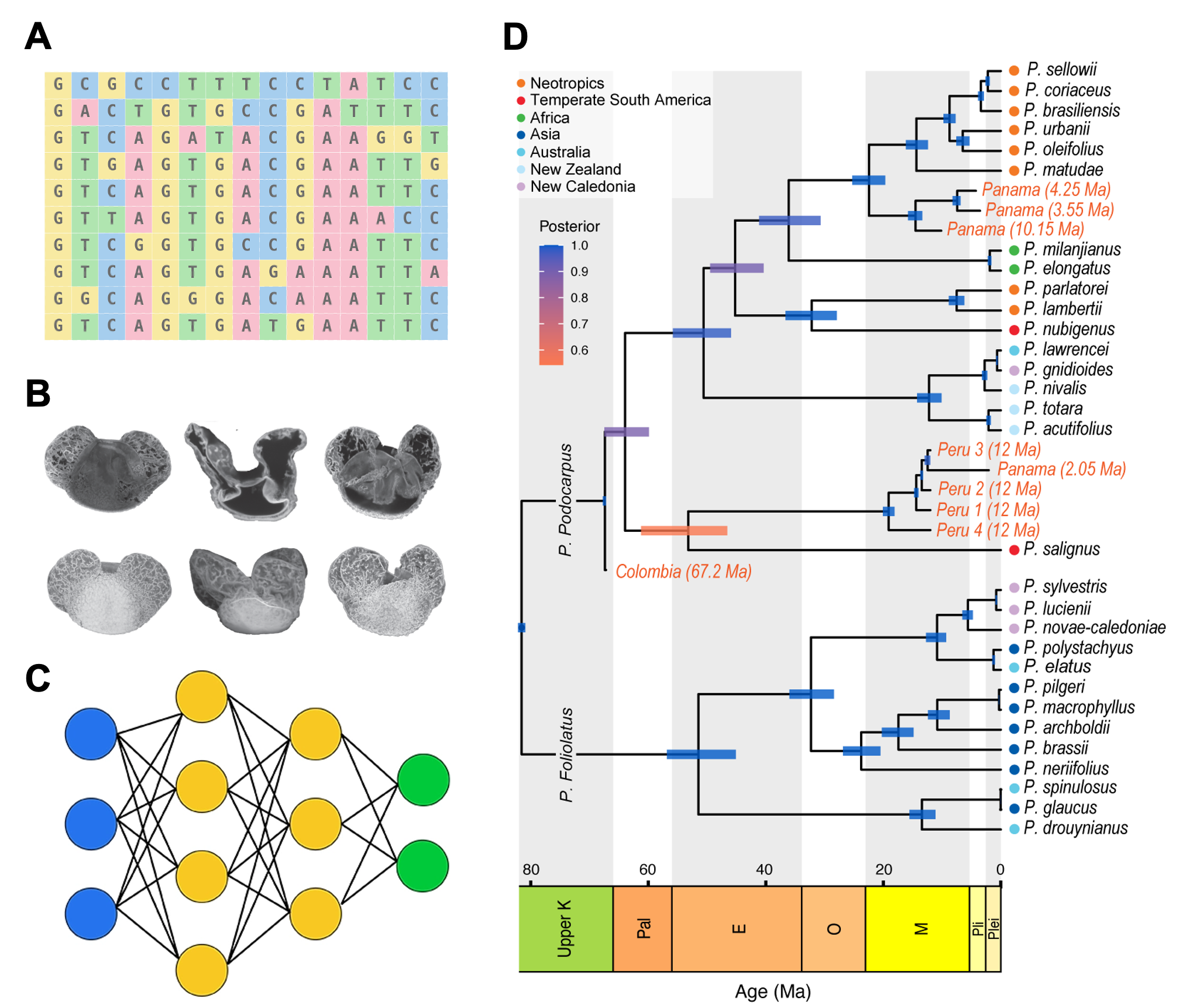 Method linking DNA sequence data, superresolution pollen imaging, and neural networks to place species in a time-calibrated Podocarpus phylogeny