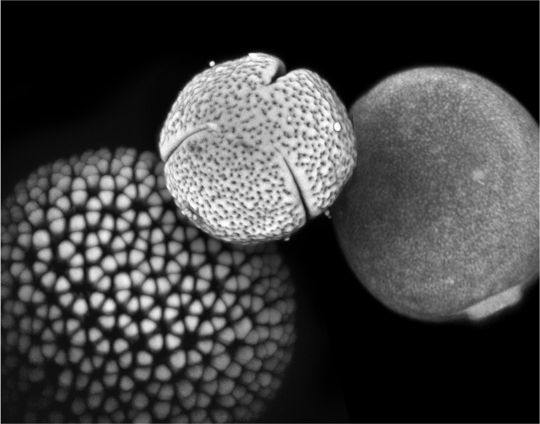 Superresolution images of pollen grains from Croton hirtus, Mabea occidentalis, and Agropyron repens (Luke Mander and Mayandi Sivaguru)