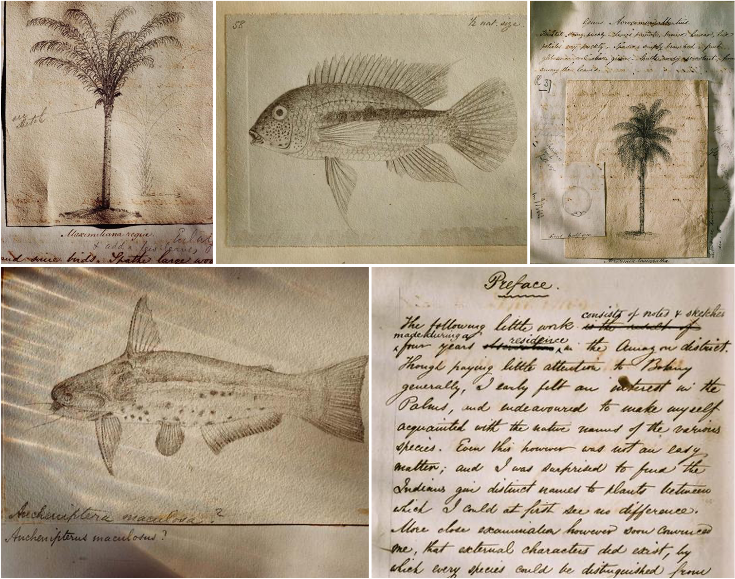Field notes and sketches by Alfred Russel Wallace, whose fieldwork across the Malay Archipelago laid the foundations of modern biogeography.